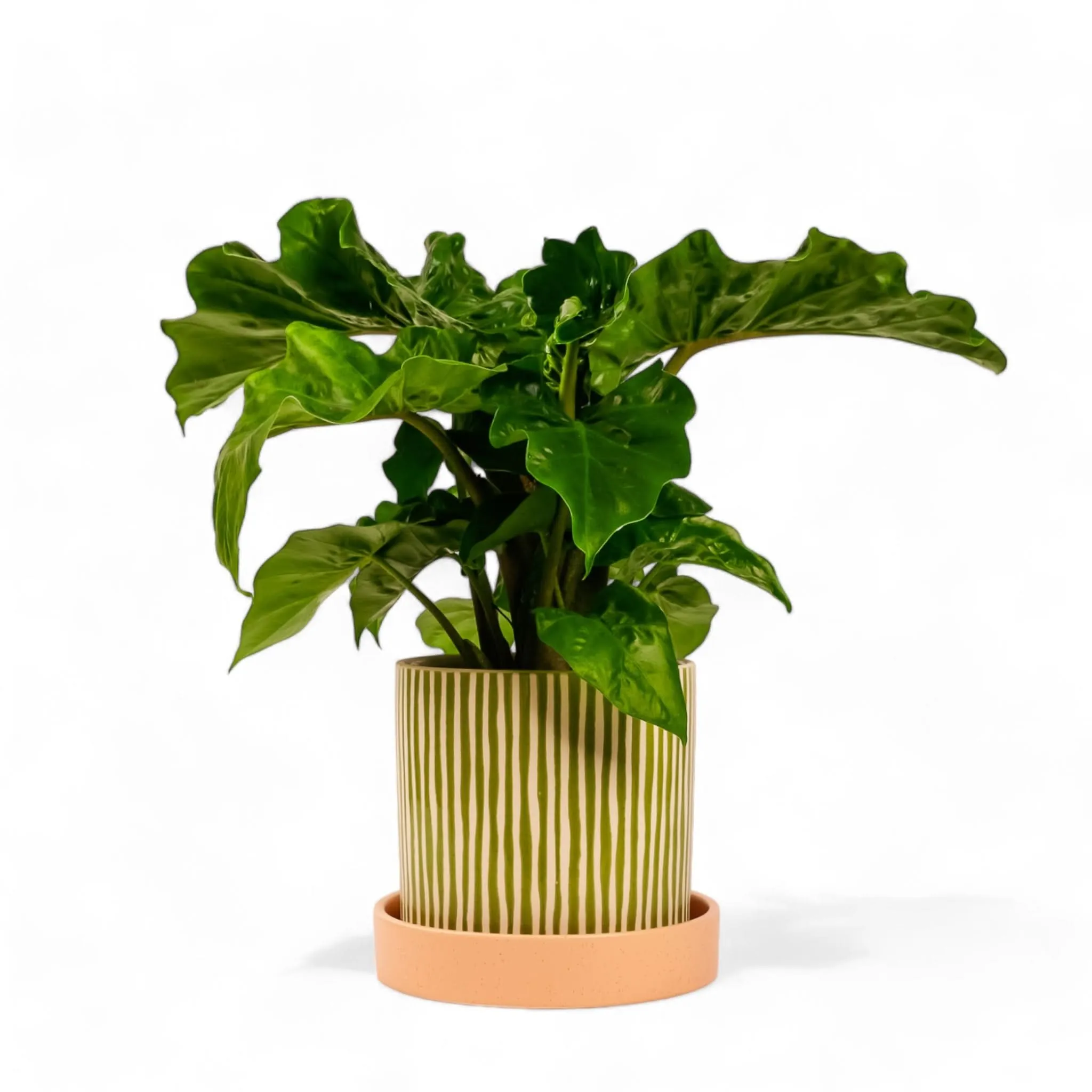 Melancia Pot   Saucer