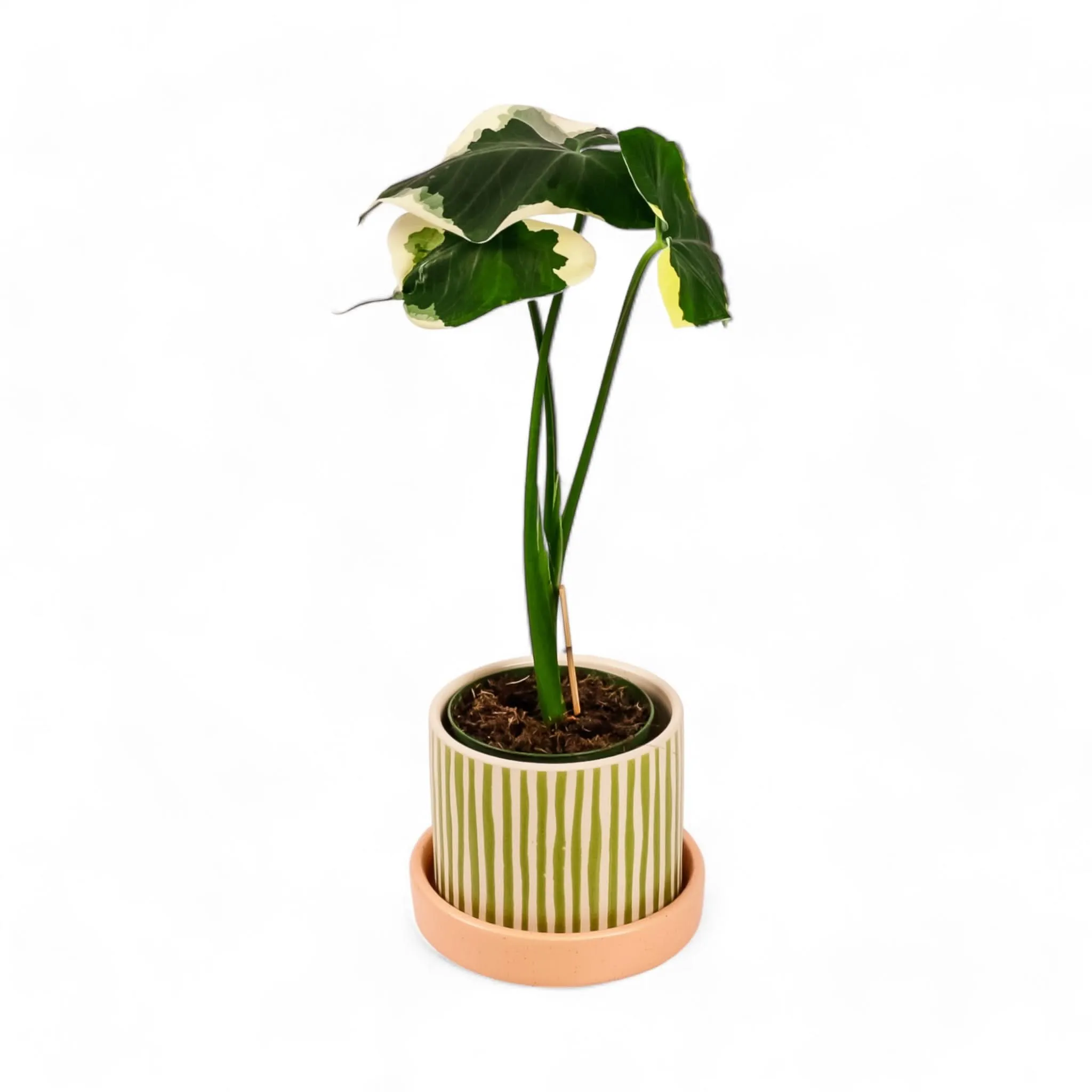 Melancia Pot   Saucer