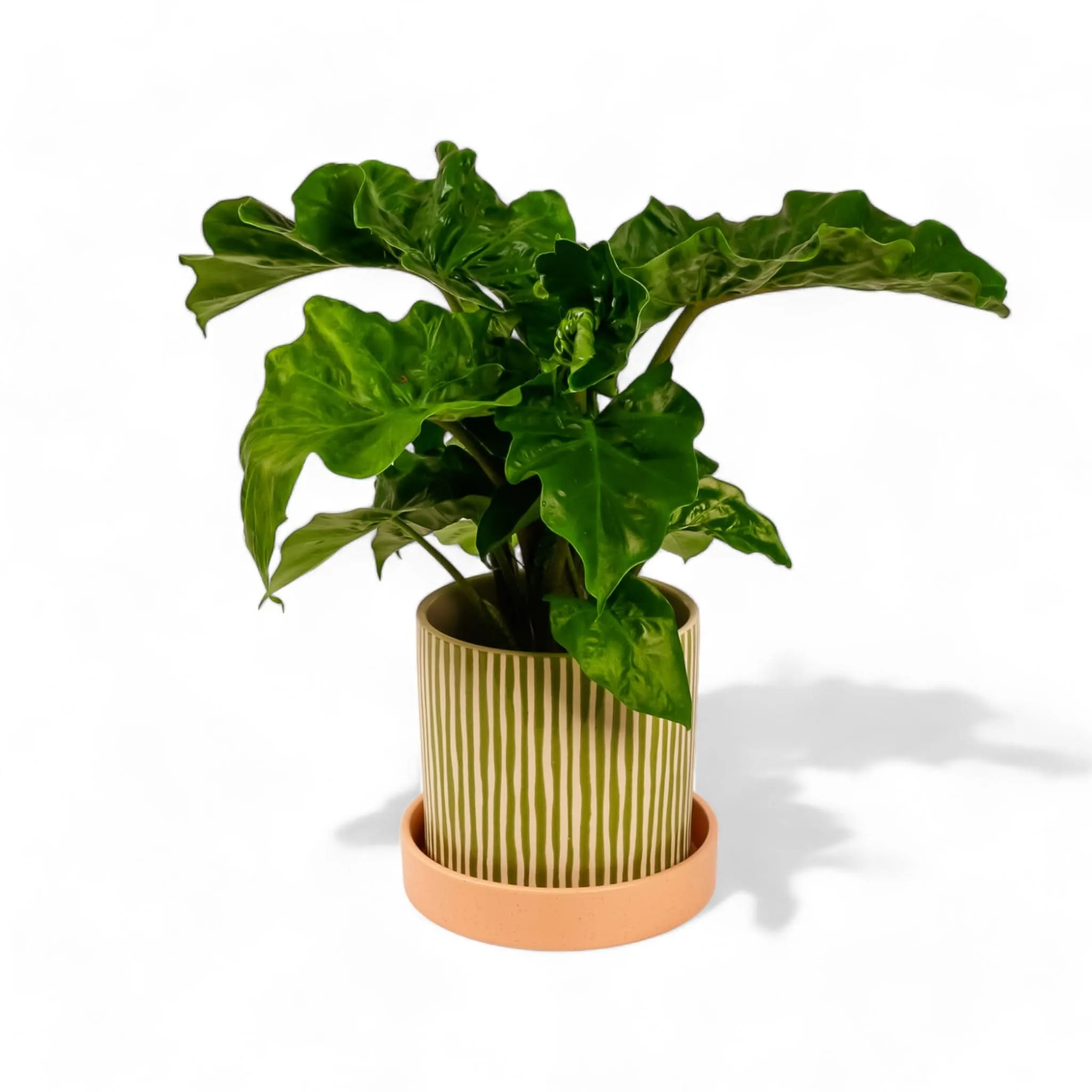 Melancia Pot   Saucer