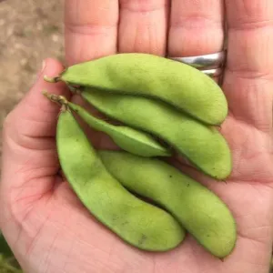 Panther Edamame Soybean