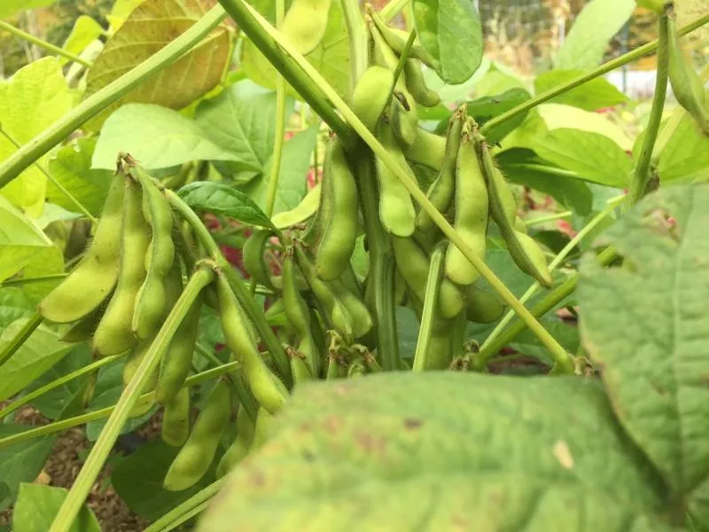 Panther Edamame Soybean