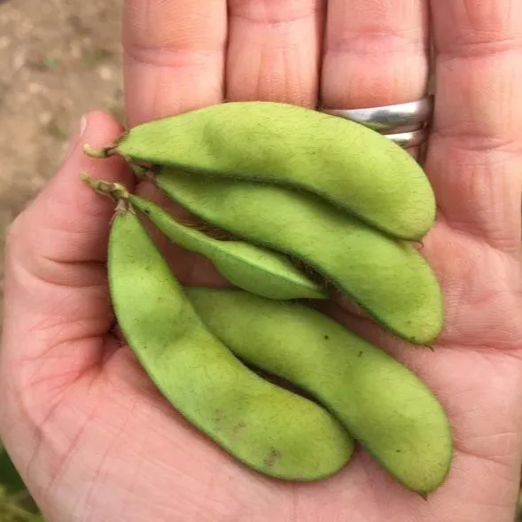 Panther Edamame Soybean